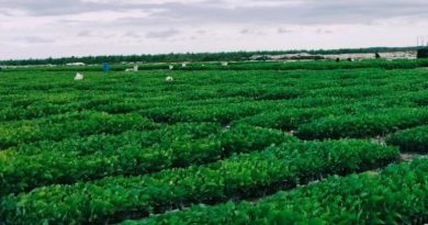 bibit akasia Baratama Sinarmas Forestry