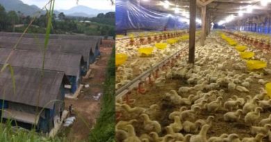 Peternakan Dewi Shri Farmindo IDX DEWI