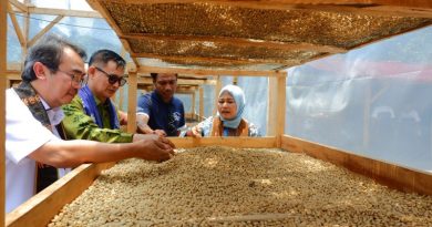 panen kopi di Bajawa