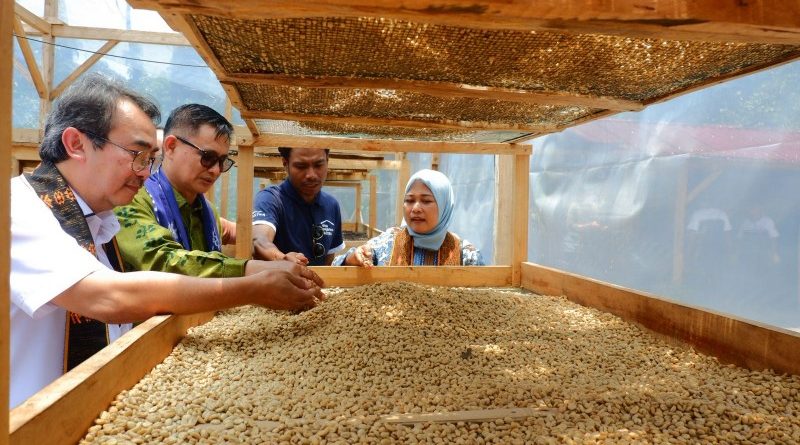 panen kopi di Bajawa